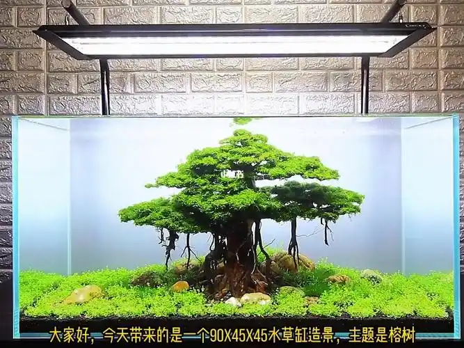 90榕树缸造景全过程