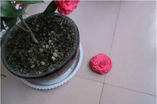 茶花整只花朵掉落,形如断头