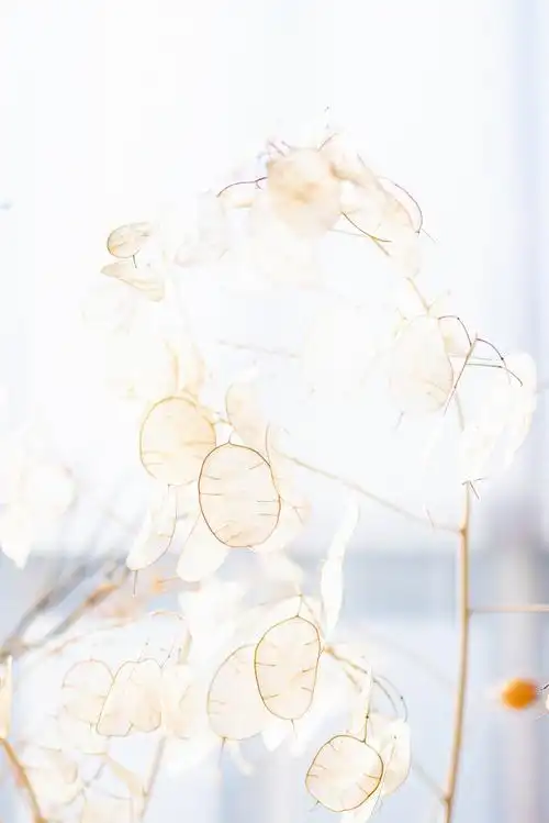 唯美白色植物图片