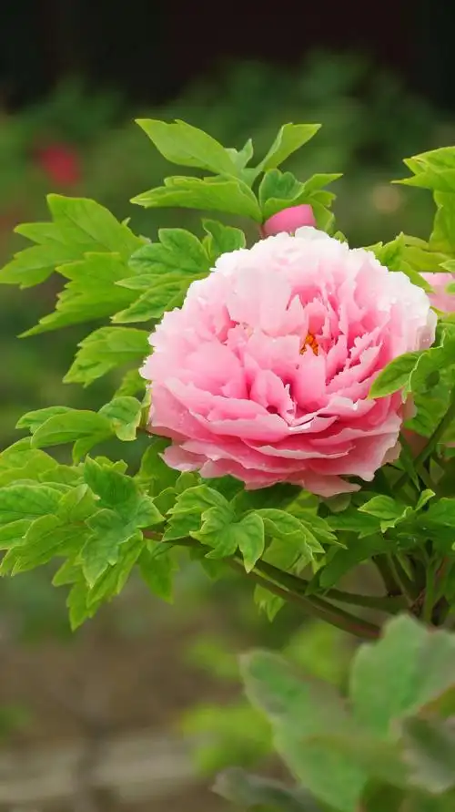 富贵牡丹/20190420王克勤摄于北京景山公园