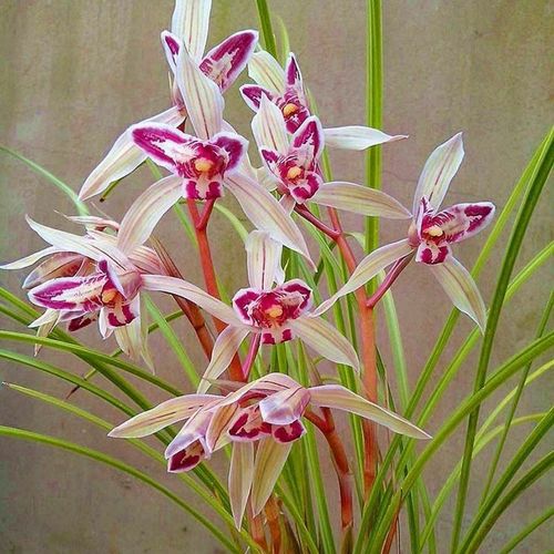 当年开花大名春兰名贵兰花高档贵州莲瓣兰玉兔彩蝶浓香兰花苗花卉