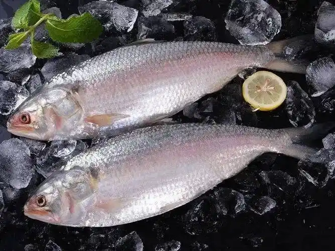 卓成曦|爱玲恨鲥鱼多刺,但也难抵美味当前_鱼肉_因为_北京