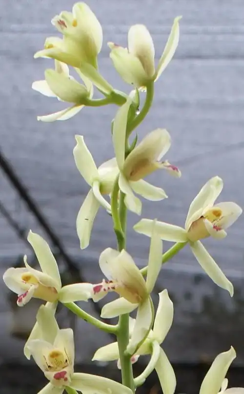 佛海猫耳-墨兰篇-中国兰花交易网社区