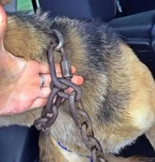 流浪狗脖子被套20斤铁链子镶嵌到肉里救助后狗狗跪地感谢
