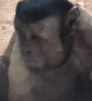 猴子长了一张国字脸人称移动表情帝其实是动物园里的小寿星