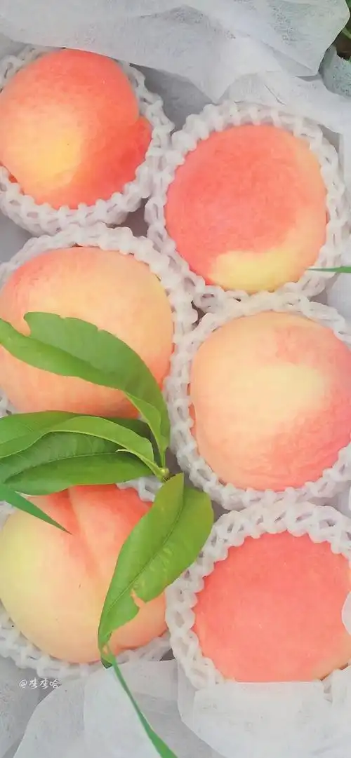 壁纸水蜜桃的季节