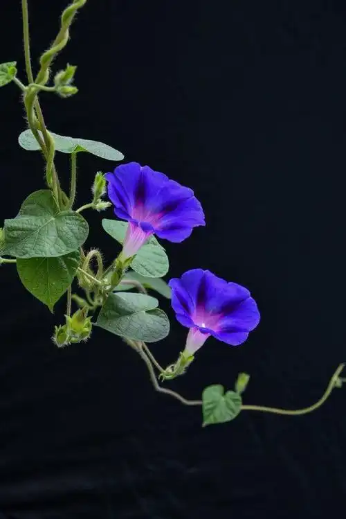 种植##微公益#牵牛花的养殖方法1,土壤:牵牛花怕水多,会造成烂根等