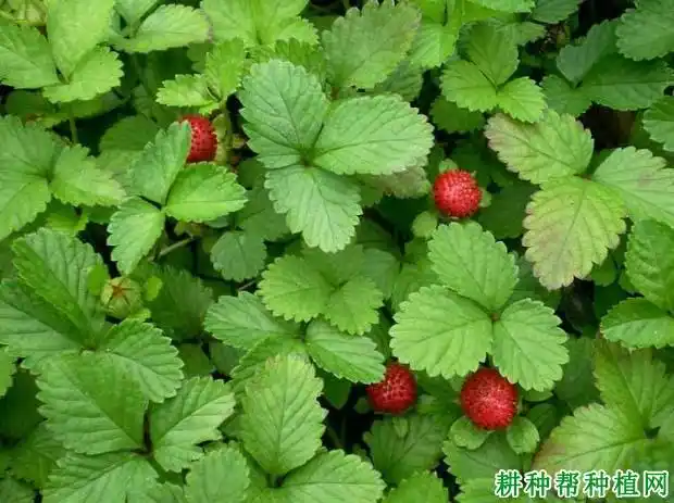 indian trawberry,false strawberry二,别名:蛇泡草,龙吐珠,三爪风