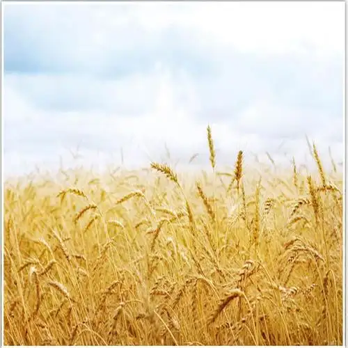 麦穗有什么寓意(麦穗寓意是什么意思)