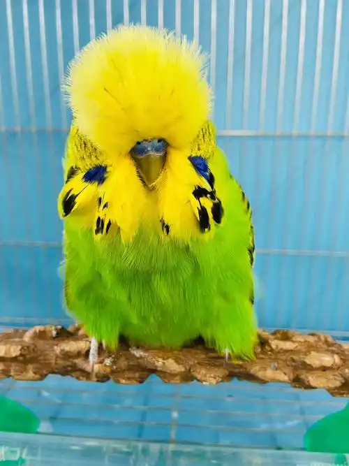 ajaj活体欧血虎皮大头大体型蘑菇头鹦鹉可繁殖可教说话雏鸟上手观赏鸟