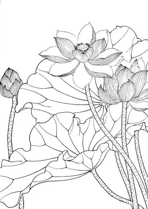 工笔白描荷花!临摹欣赏素材!