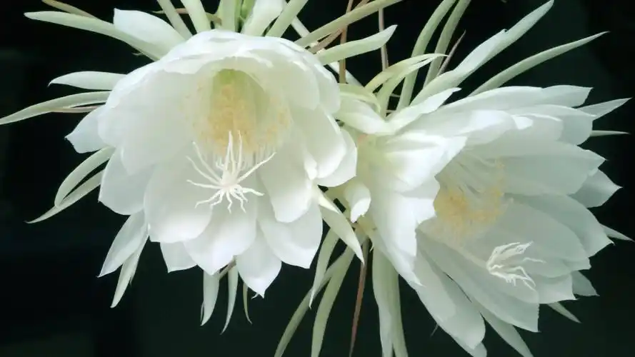 娇丽的昙花,高清图片,电脑桌面-壁纸族