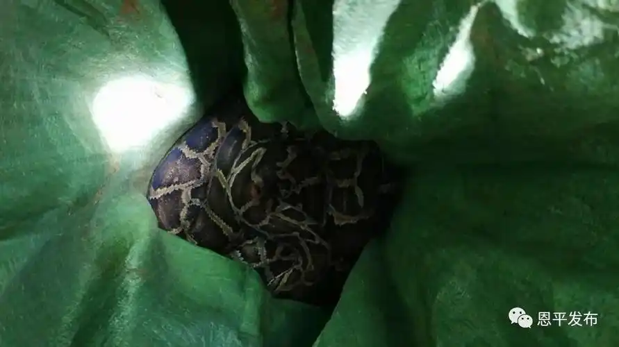 吓人江门一公路边惊现23米长大蟒蛇