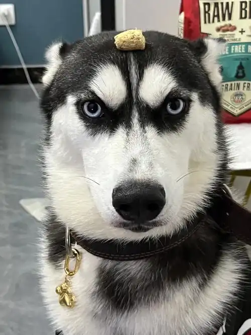 本尊从不妥协有吃的除外