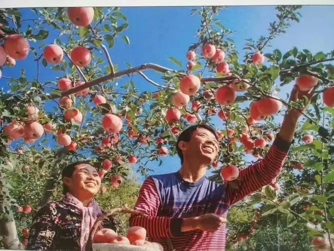 丰收季节,瓜果飘香,满心喜悦