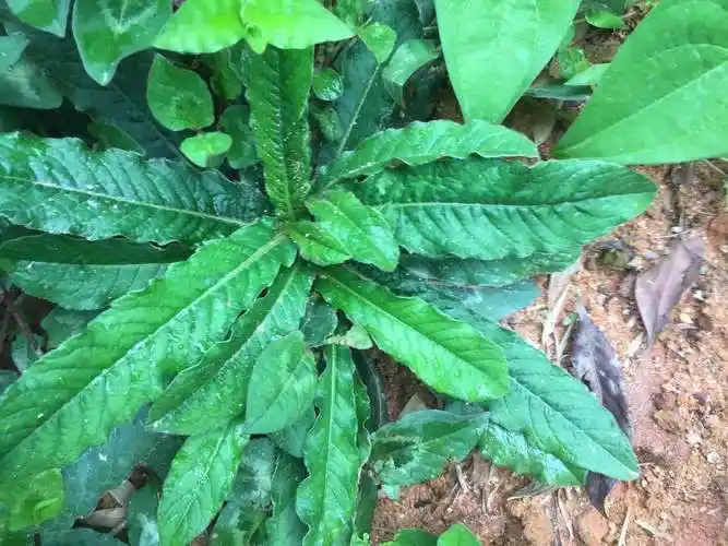 山间小路上经常看到的地胆草,它的根部用来煲汤,也是非常的美味