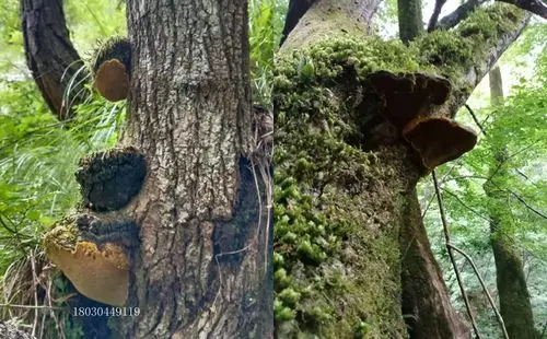 原始森林中的桑黄很快就被大量采集,年份久的大个桑树桑黄越来越少