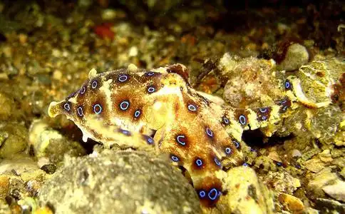 剧毒蓝环章鱼竟当宠物卖被其咬一口就能置人于死地