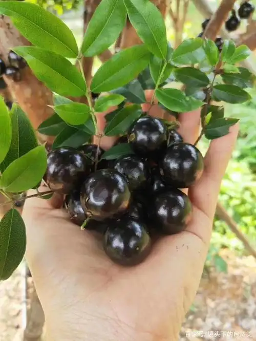 长在树枝上的"葡萄",葡萄树,树葡萄,他的真名叫嘉宝果.