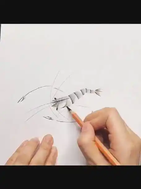 教你如何用铅笔画一只虾