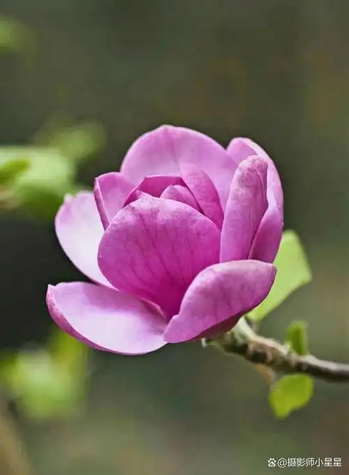 皎皎玉兰花实拍技巧有5招玉兰美出新高度