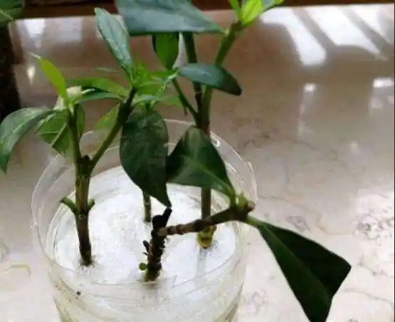 想要漂亮又浪漫的栀子花?不妨试试扦插,掐个枝丢水里,根系疯长