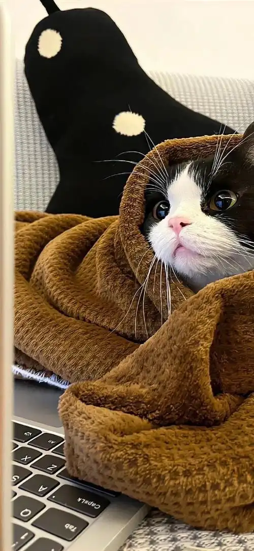 壁纸##猫咪##龙年造梗大赛