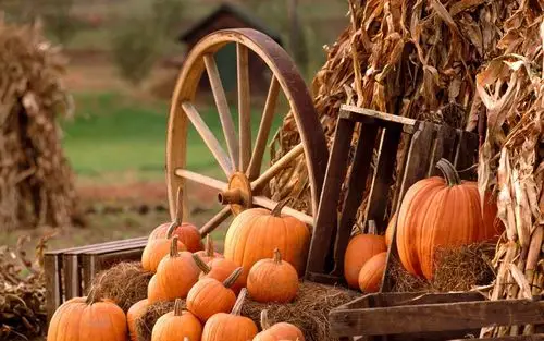 秋天,植物图片,秋天,稻米,植物,美景,自然风光秋季农田大丰收