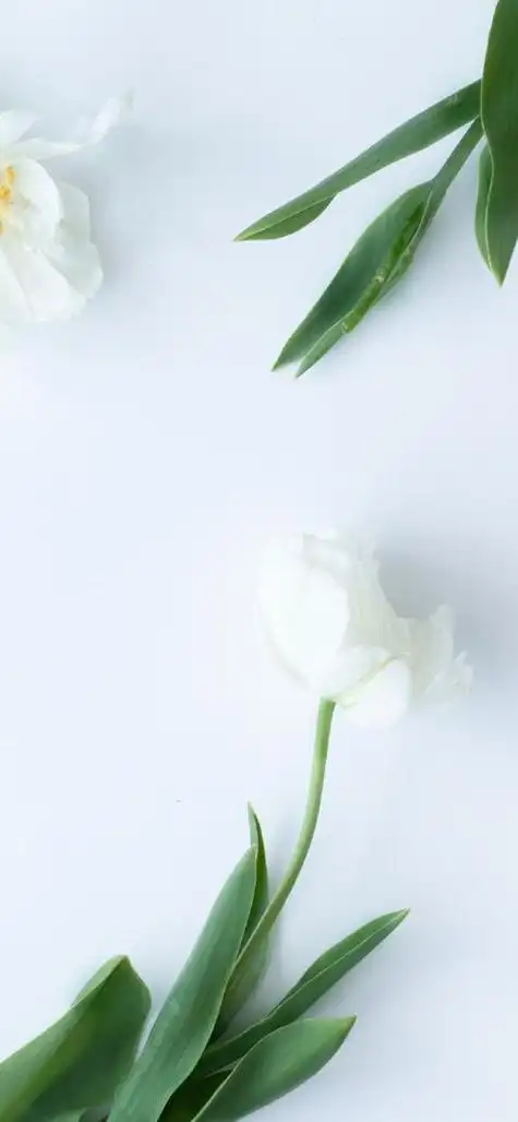 🖼️简约白底壁纸大集合