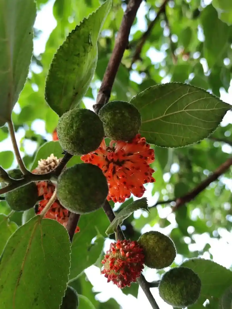 构树(楮桃树),分公,母.#一起享受大自然的美 ,这叫雌,雄 - 抖音