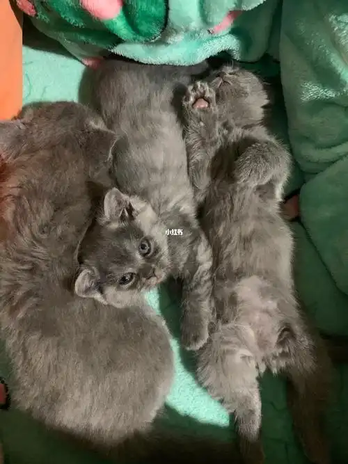 的小蓝猫 幼猫 英国佬 坐标江苏徐州丰县10月22日出生  我不会看公母