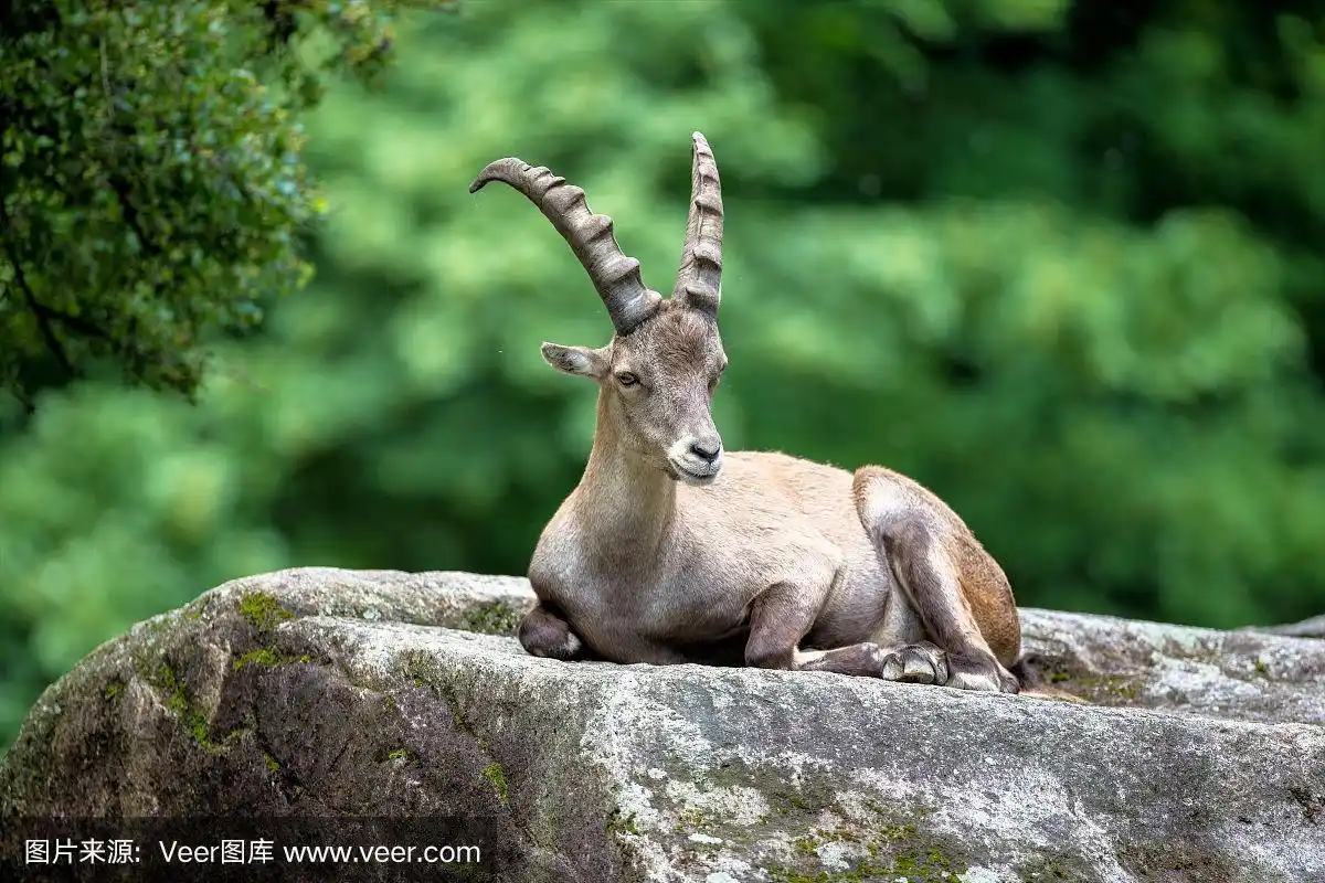 坐在岩石上的公山野山羊