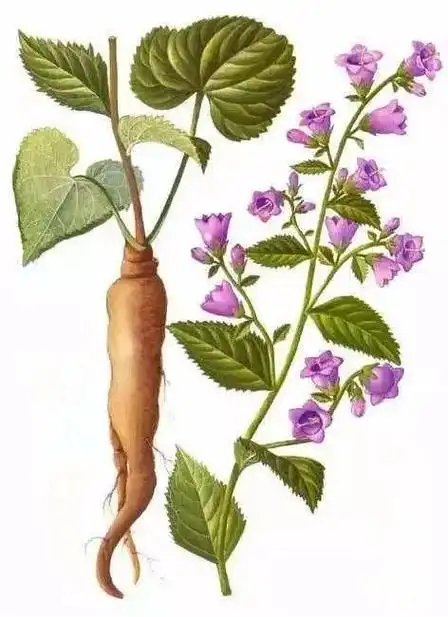 炒鸡内金10g  茯苓10g  陈皮6g炒六神曲10g  苍术 6g   砂仁3g山楂10g