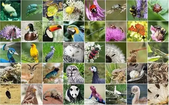 上线啦深圳国家基因库发布动植物资源活体库门户