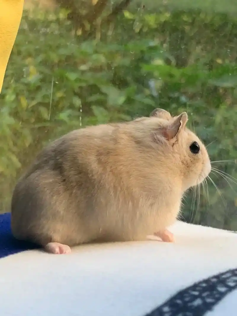 谁是最可爱的小兔子91呀.