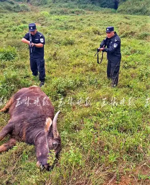挣脱绳子外逃连伤3人砰砰砰玉林特警野外连开数枪将其击毙