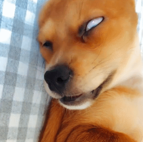 原创狗狗睡觉翻起白眼,这都不算什么,下半身才是亮点!