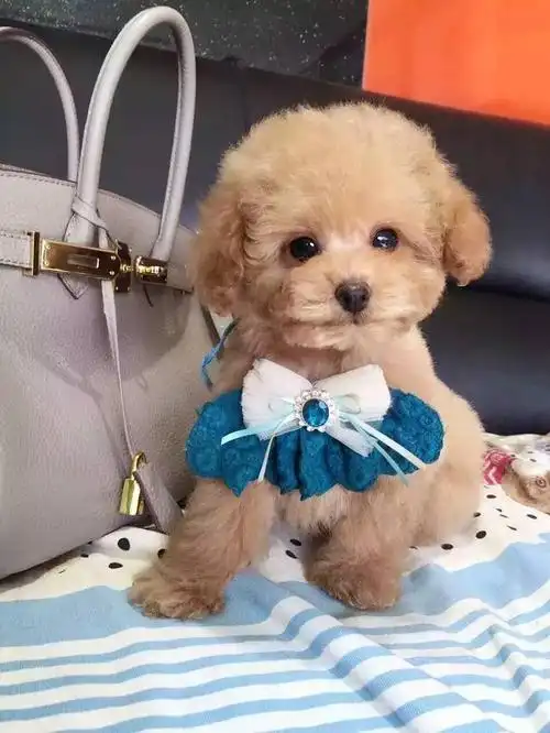 新手养泰迪:全面攻略指南,一篇让你不迷茫|狗狗|益生菌|狗粮|零食_网