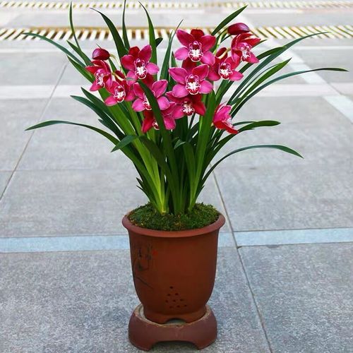 墨兰花苗室内阳台浓香花卉品种四季盆栽兰花苗当年开观花植物好养