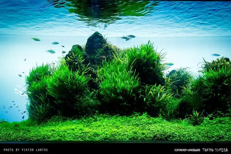 国外水族馆:ada墨田水族馆草缸造景作品赏析