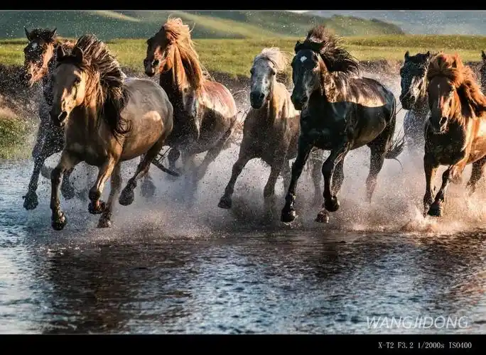 全景坝上万马奔腾马踏水花摄影采风团活动招募中