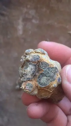 但是没有发霉的味道.哪位大神给讲解一下,我买到的三七有没有问题啊?