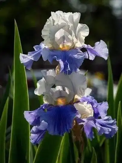 鸢尾花期尚在,常见的鸢尾花品种你知道几个?