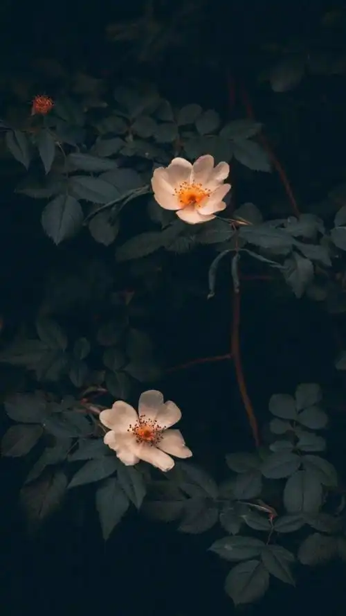 高清微信背景图,图片来源网络,如有侵权,请联系删除.