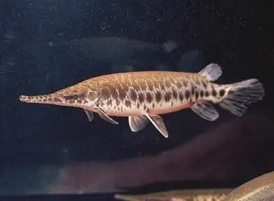 雀鳝类(其他生物相关)