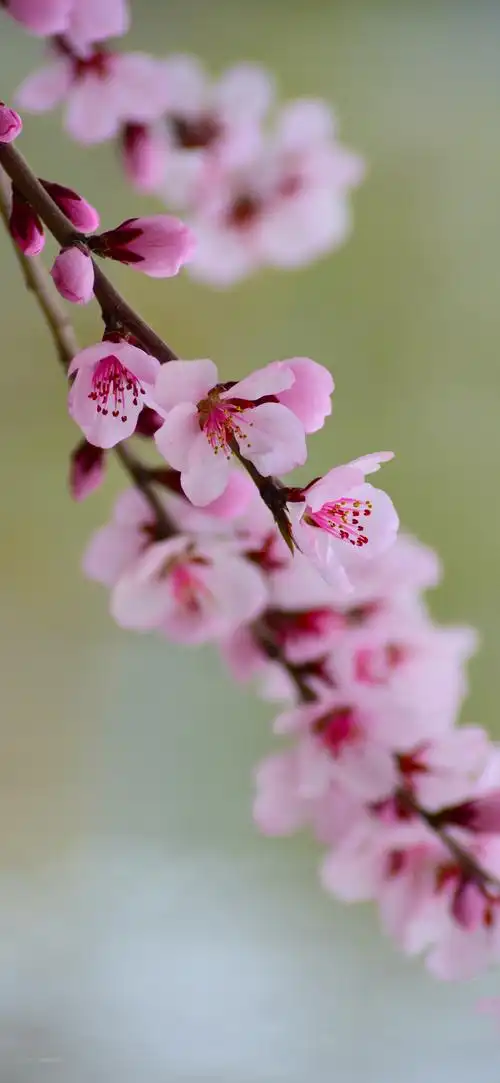 很灵的桃花运正缘图片 - 壁纸 - 我有趣