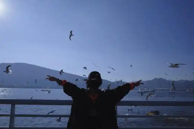 谭松韵海边背影随拍##谭松韵与海鸥随拍