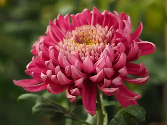 今秋北京北海公园举行菊花展,各色名贵品种菊花争奇斗艳,美