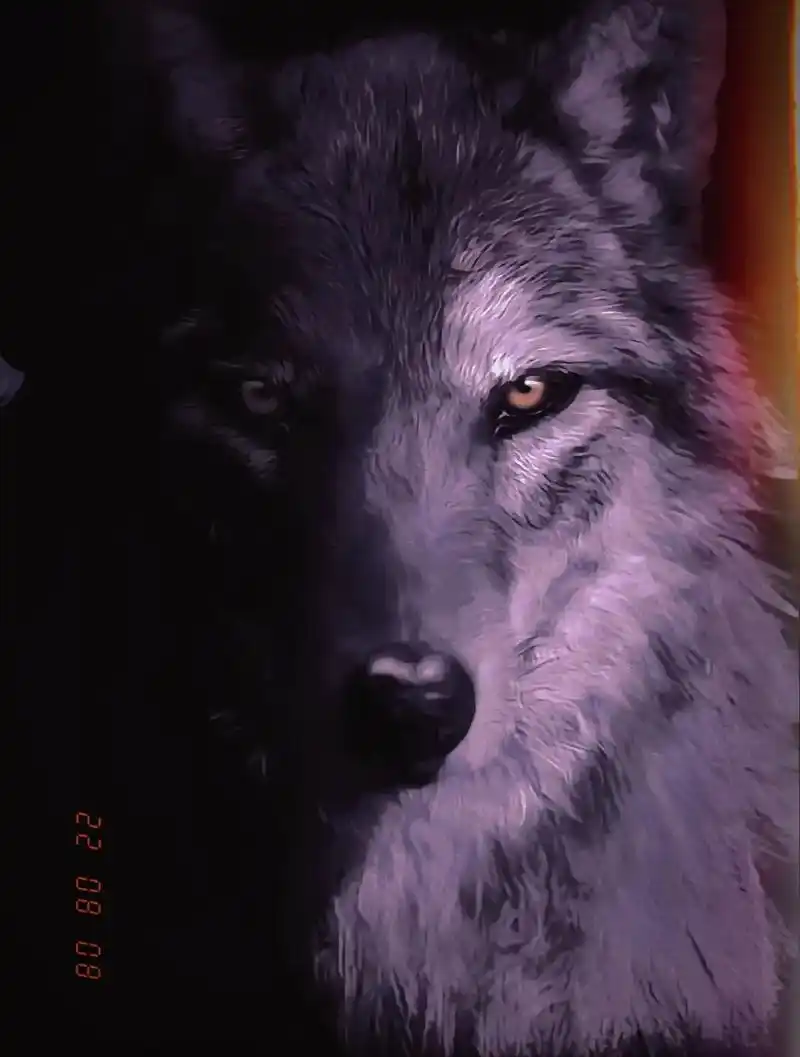 "狼道:隐忍,克制,冷血,孤独,拒绝!"#狼道 #壁纸 - 抖音