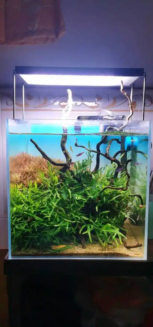 求分享30方缸造景美图